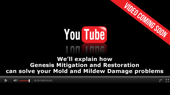 Video Coming Soon - How we can solve your Mold and Mildew Damage problems
